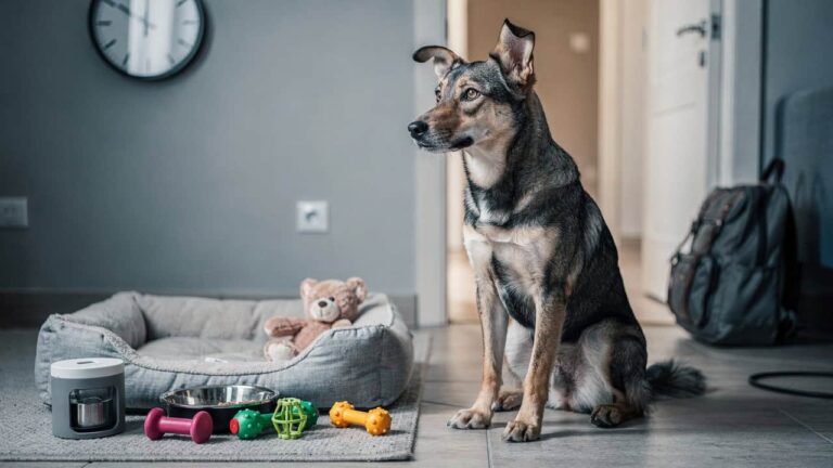 Qual o tempo máximo que um cachorro pode passar sozinho em casa?
