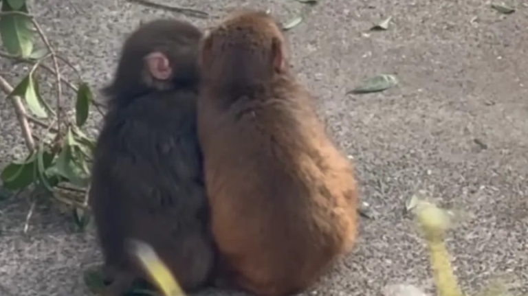 Punch, o macaco solitário, encontra amor e carinho em nova companheira e surpreende a todos