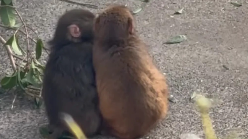 Punch, o macaco solitário, encontra amor e carinho em nova companheira e surpreende a todos