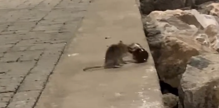 Rato é surpreendido furtando copo de açaí na Beira Mar de Fortaleza; confira o vídeo
