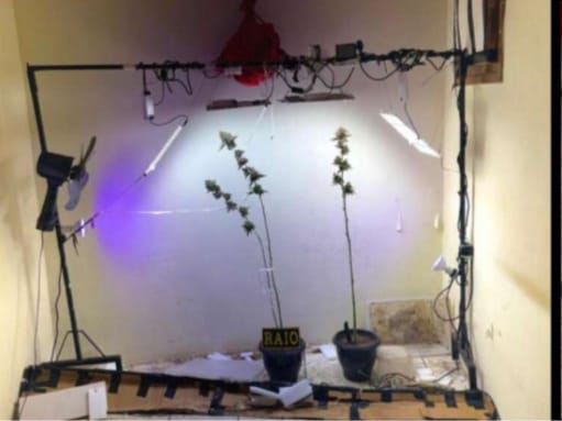 Suspeito é detido em residência com estufa clandestina para cultivo de entorpecentes em Fortaleza